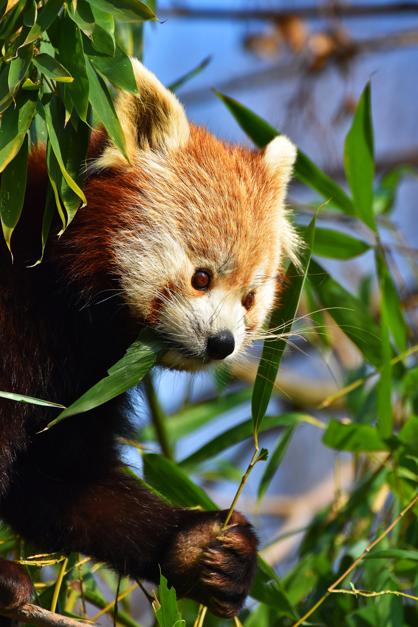 Nikon D3400 sample photo. Red panda (ailurus fulgens) photography