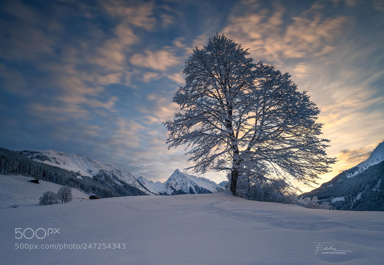 Nikon D850 sample photo. Solitary tree photography
