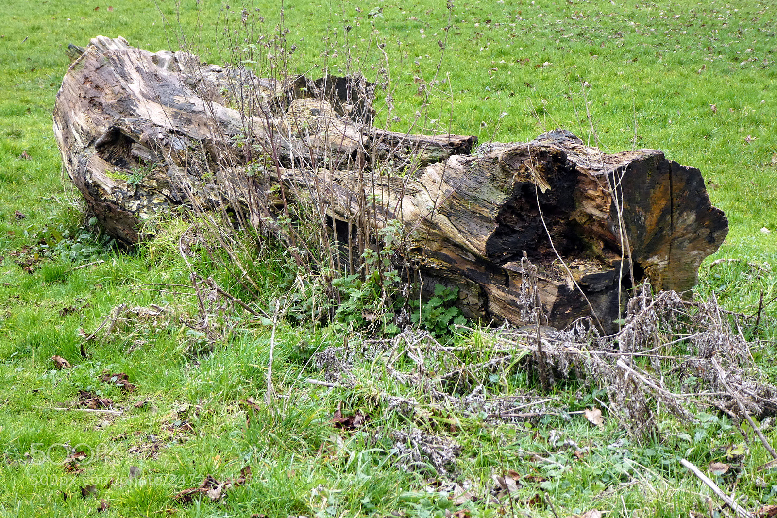 Panasonic DMC-TZ81 sample photo. Dead life photography