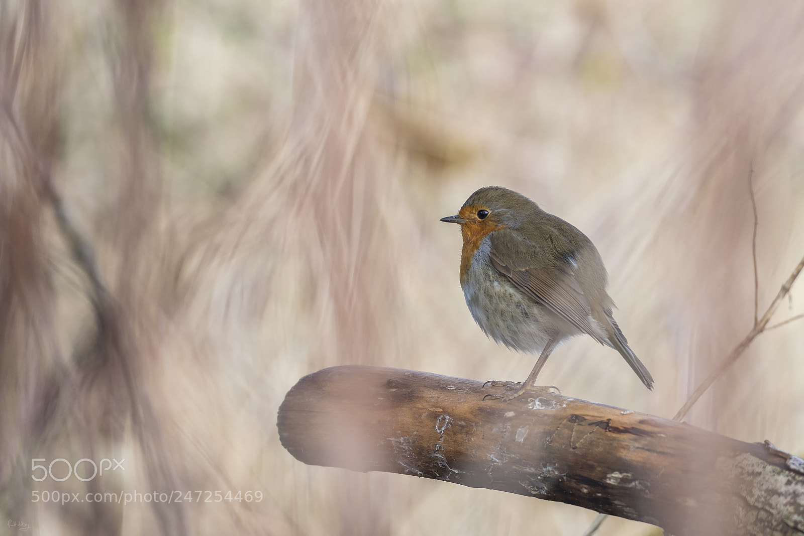 Olympus OM-D E-M1 Mark II sample photo. Red robin photography