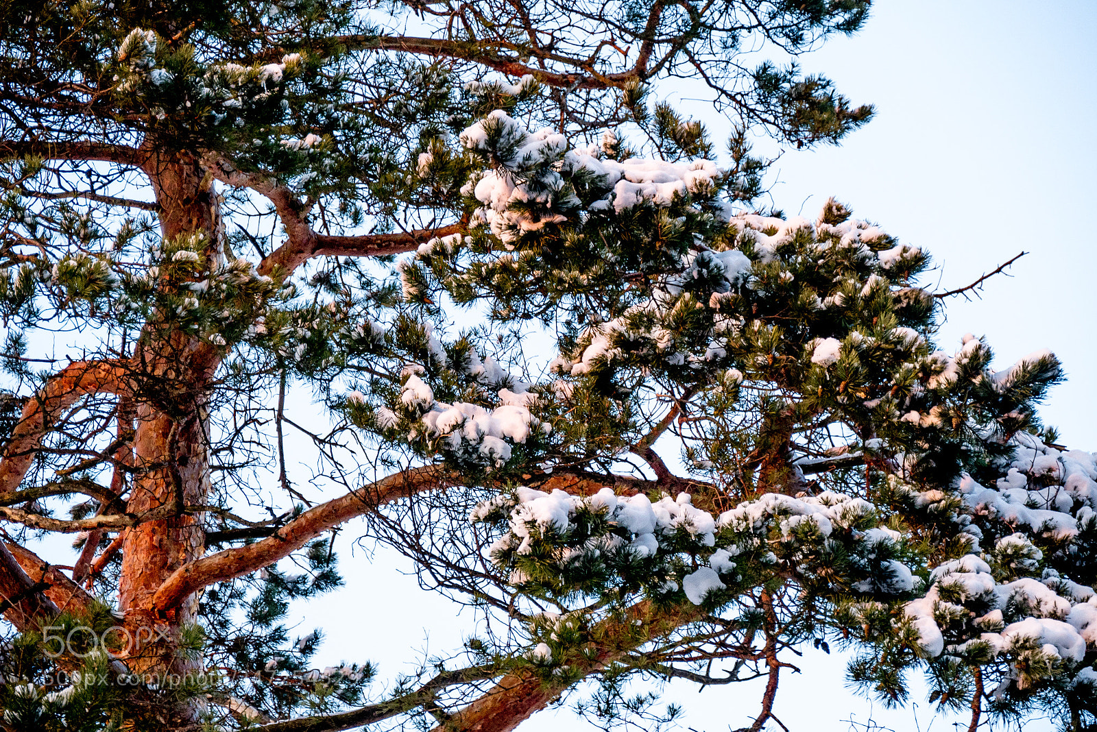 Panasonic DMC-G70 sample photo. Snowy pine branches photography