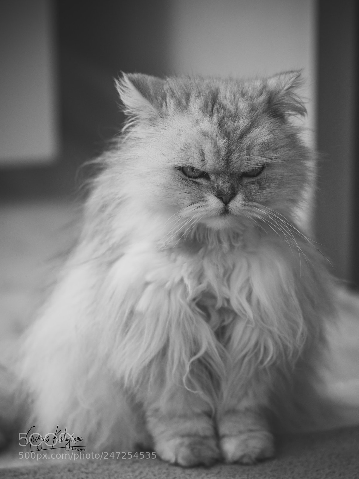 Olympus OM-D E-M5 II sample photo. The cat photography