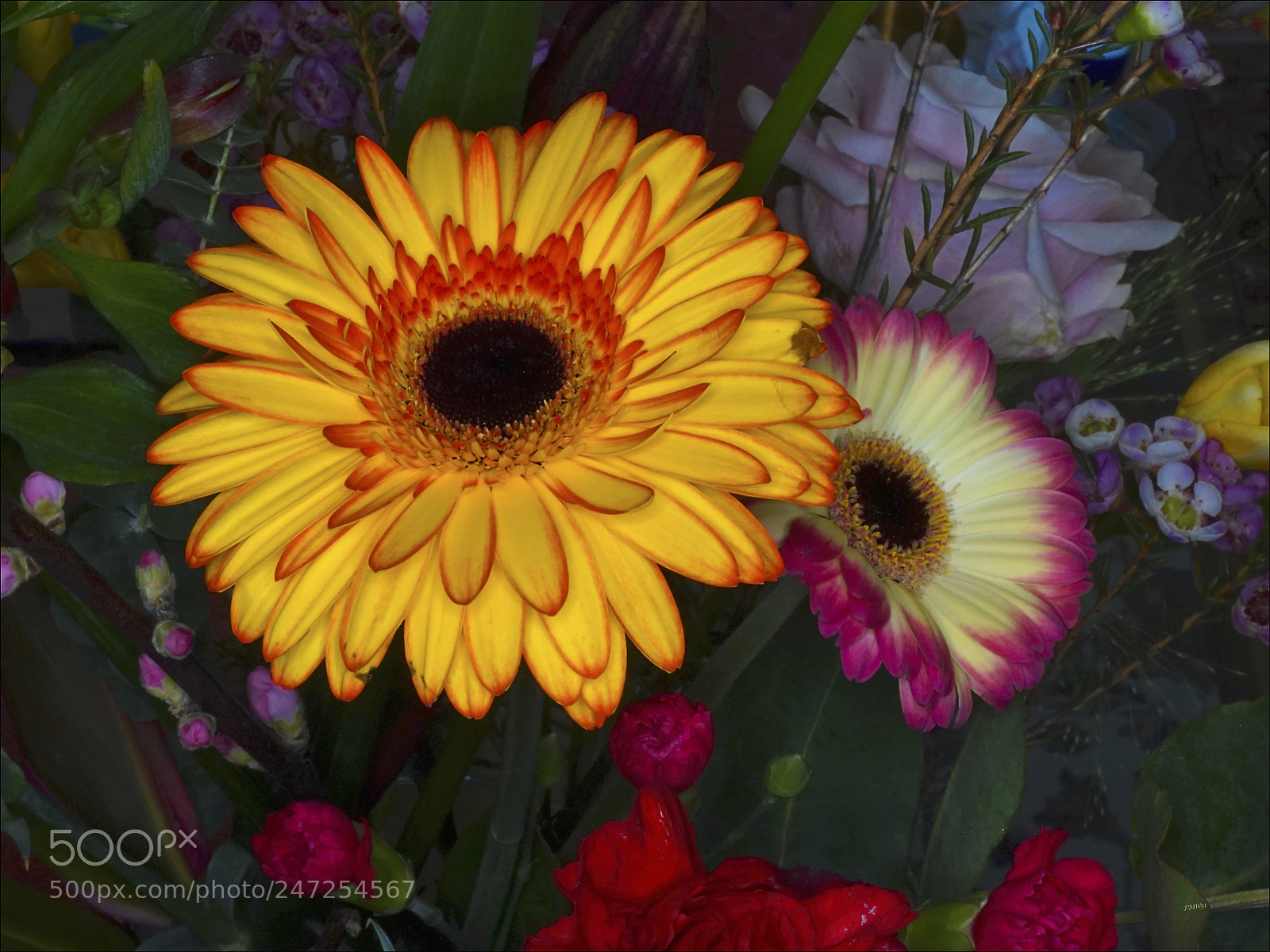 Sony ILCA-77M2 sample photo. Flammende gerbera photography