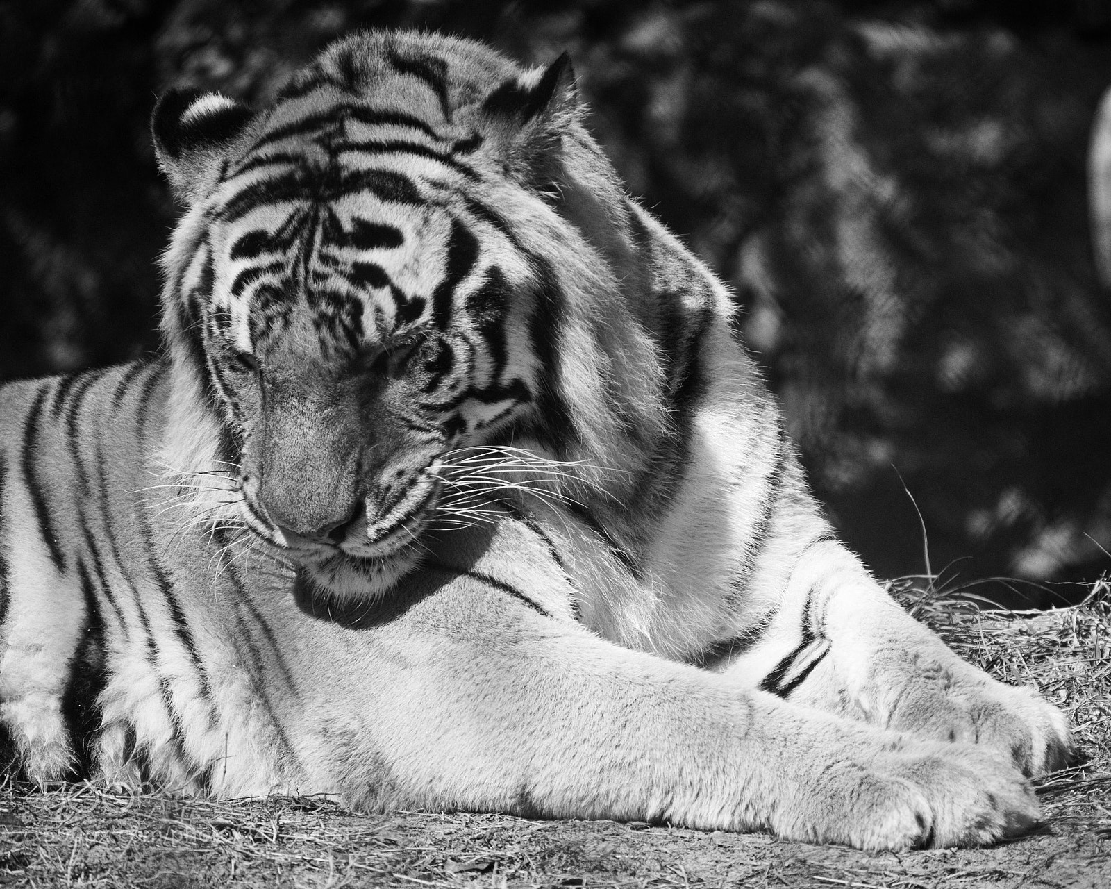 Nikon D3200 sample photo. Panthera tigris photography