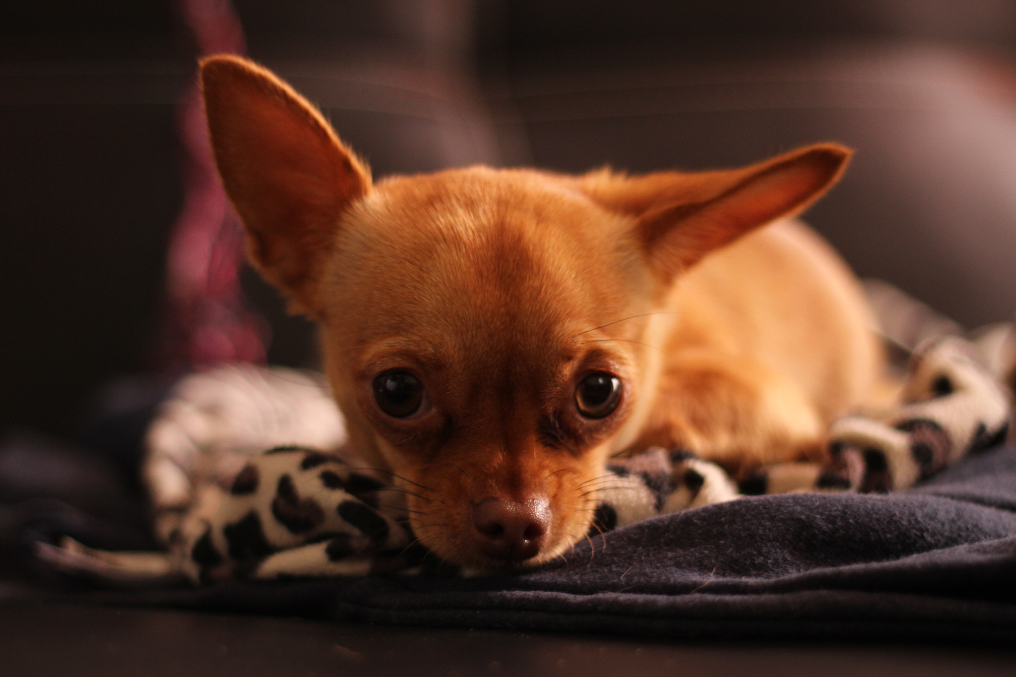 Canon EF 50mm F1.8 II sample photo. Sby photography