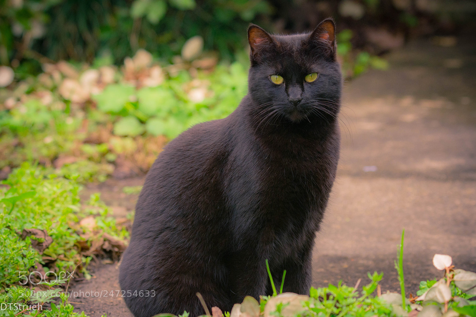 Nikon D7200 sample photo. Green grass and green photography