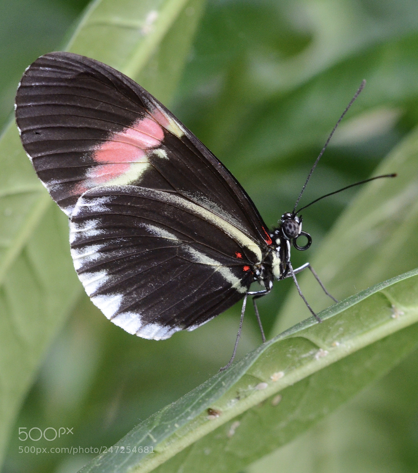 Nikon D7000 sample photo. Butterfly posing photography