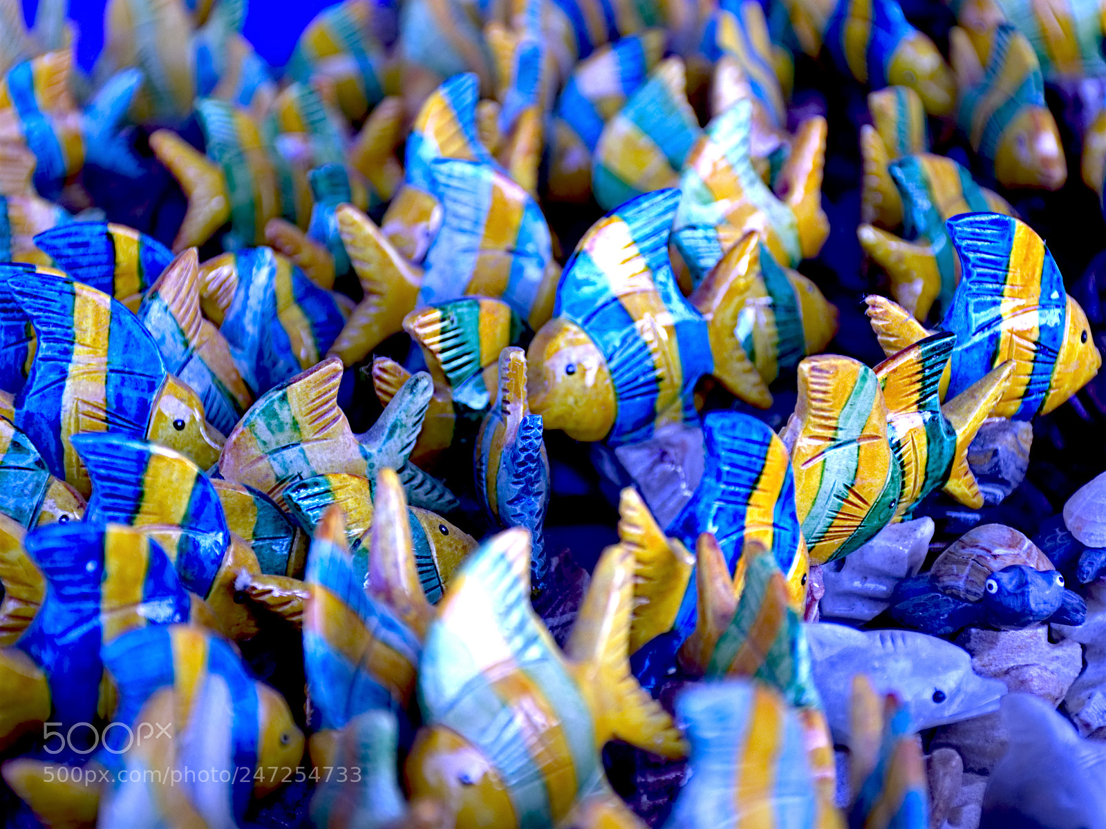 Nikon D7200 sample photo. Fishy scene photography