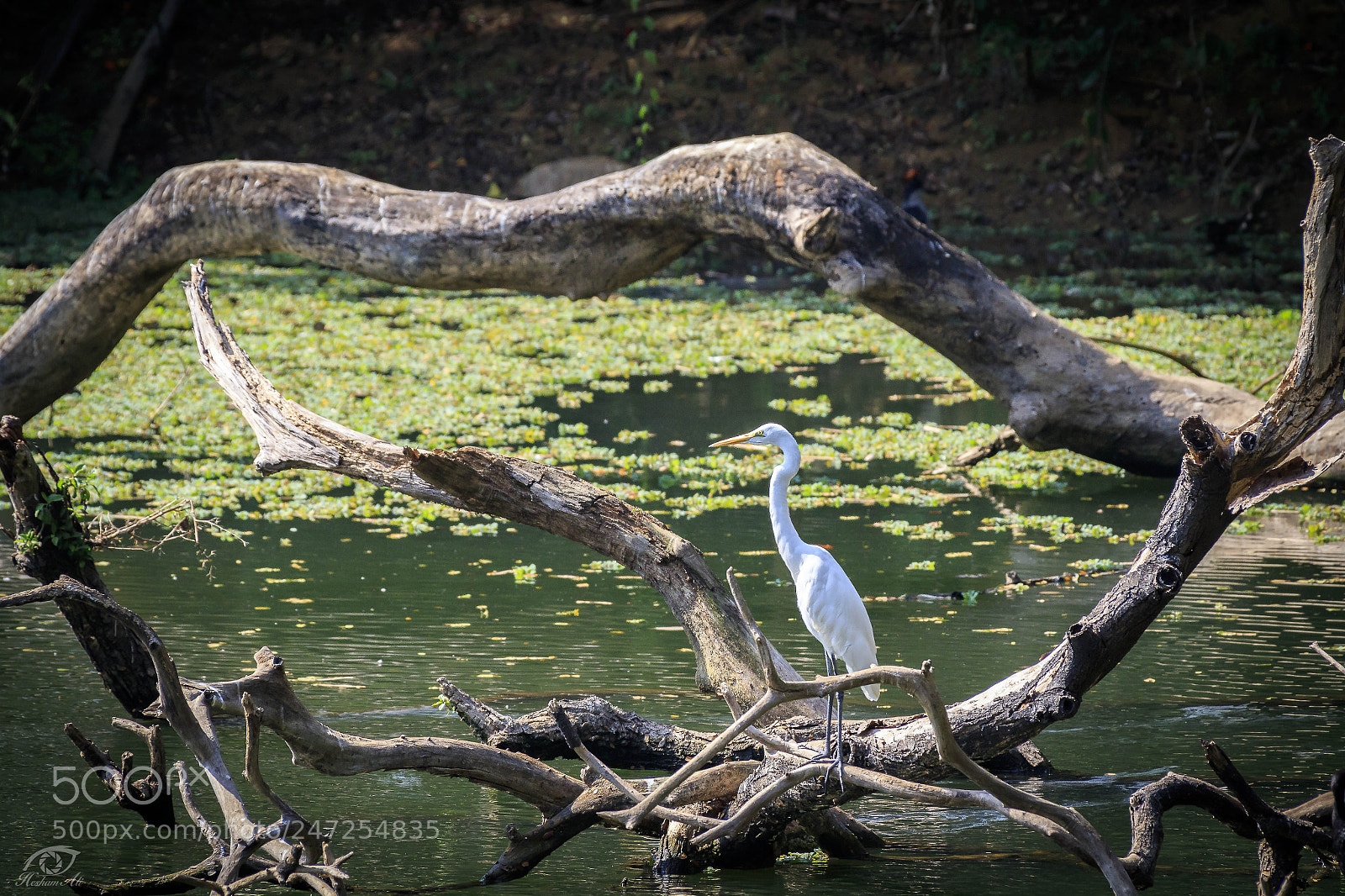 Canon EOS 7D Mark II sample photo. Alone in the lake photography