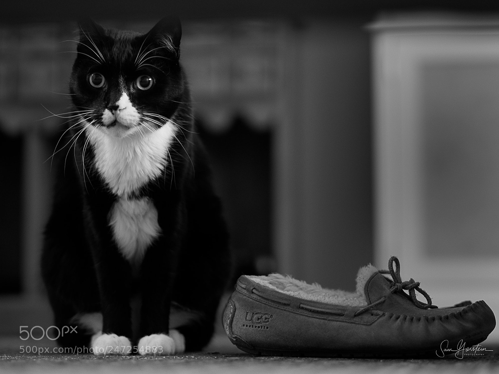 Olympus OM-D E-M1 Mark II sample photo. Eli photography