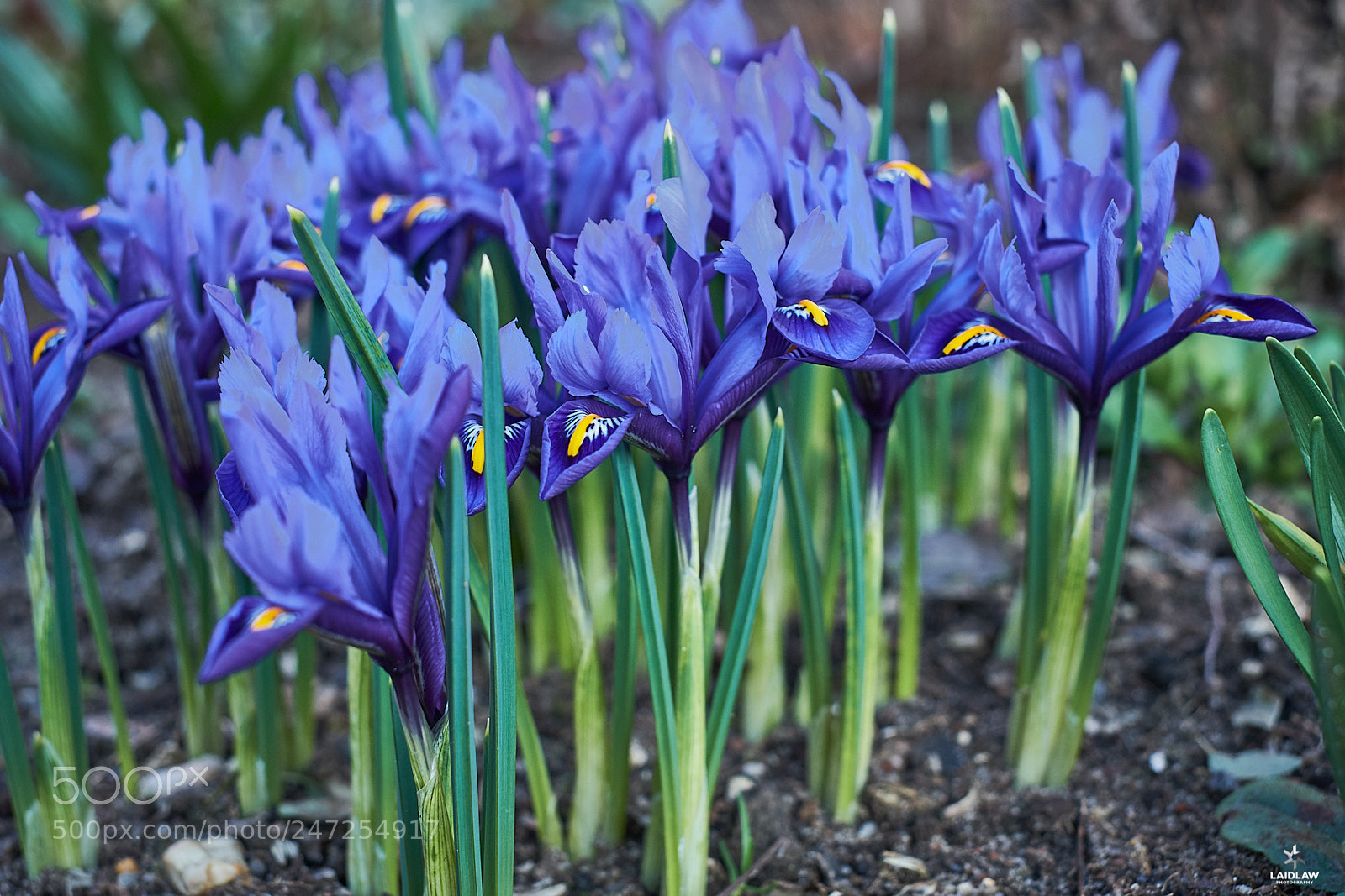 Fujifilm X-T2 sample photo. Iris photography