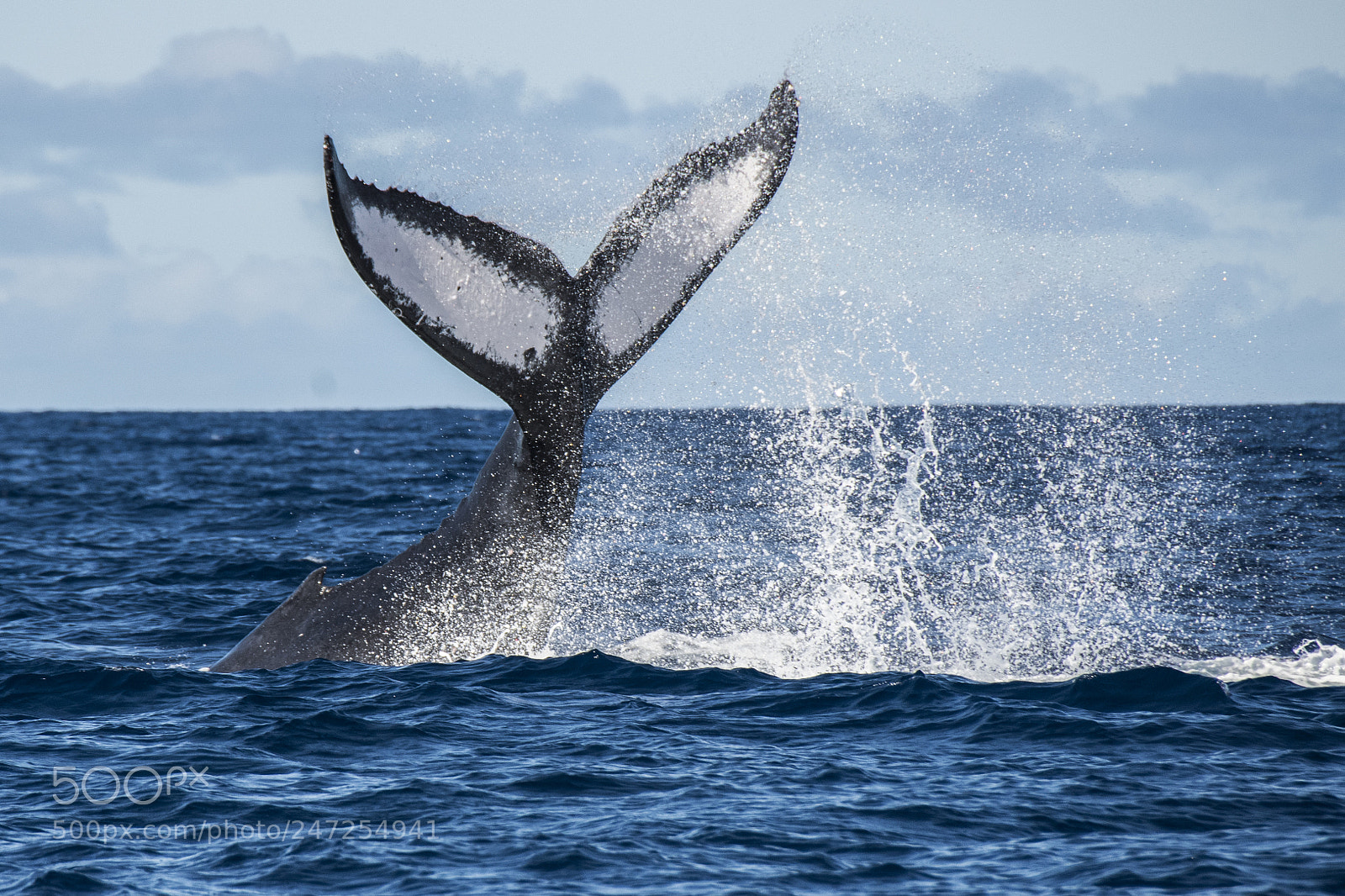 Nikon D500 sample photo. Humpback whale off the photography