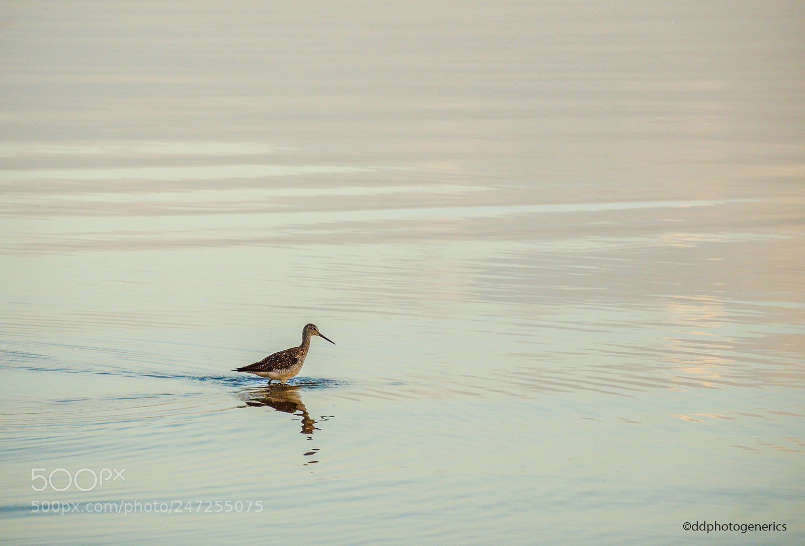 Olympus OM-D E-M1 sample photo. First bird in the photography