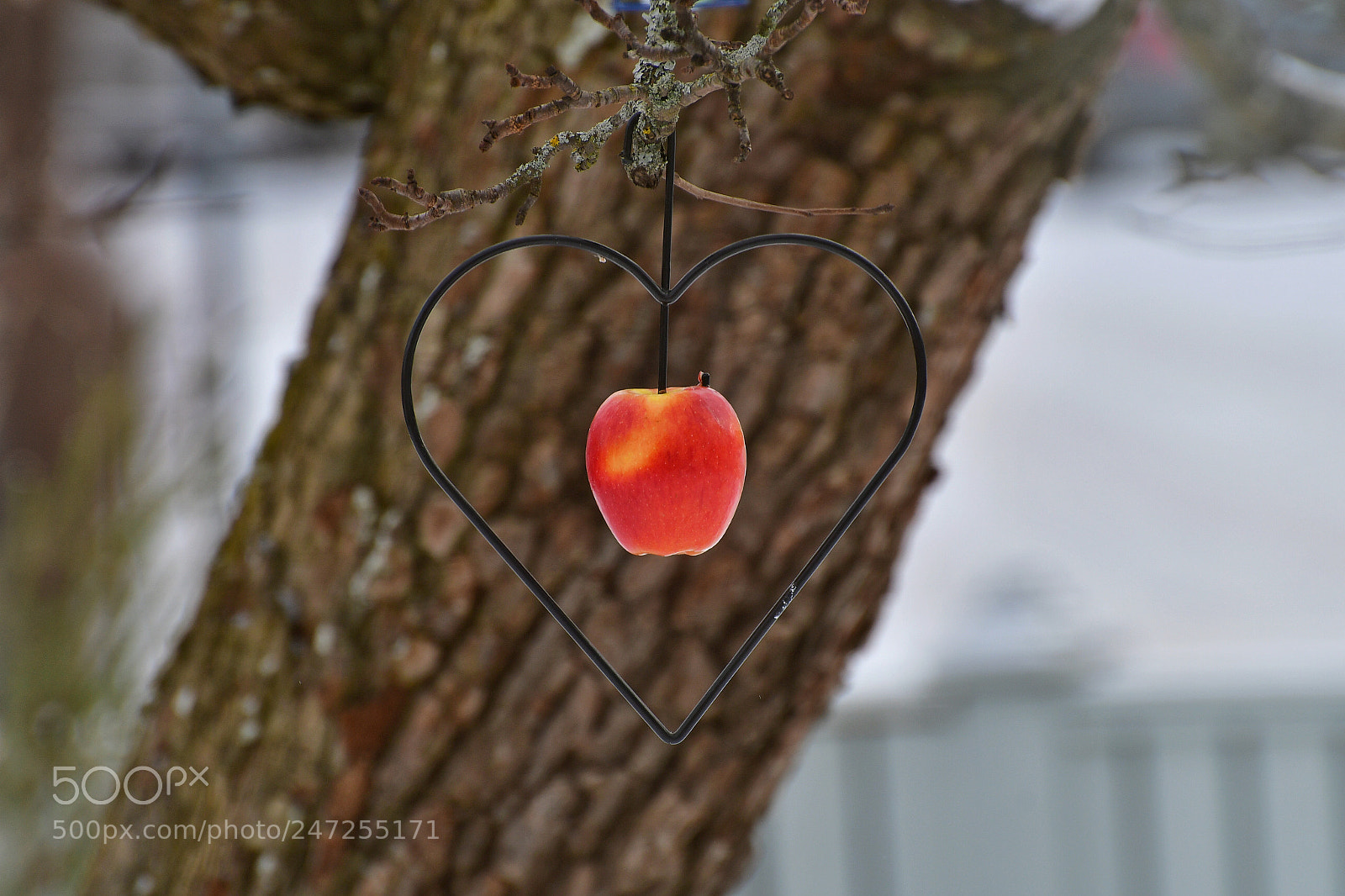 Nikon D500 sample photo. An apple for the photography