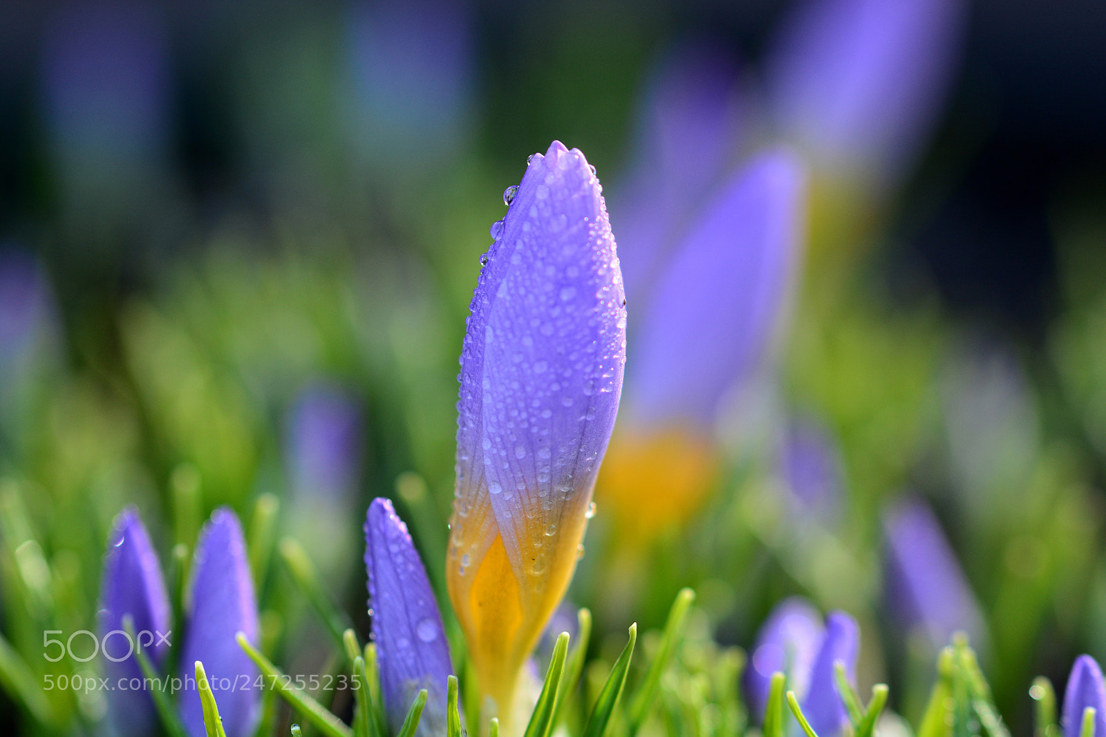 Nikon D7100 sample photo. Dew drops on crocus photography