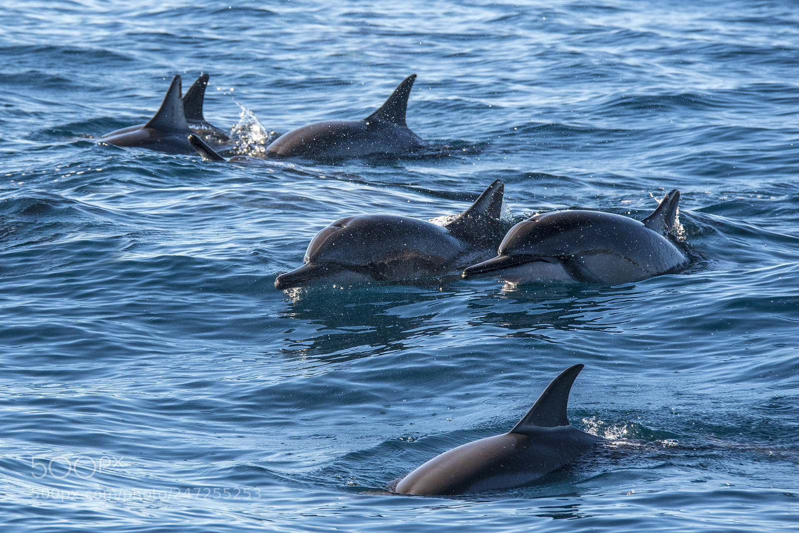 Nikon D500 sample photo. Dolphins swimming in maui photography