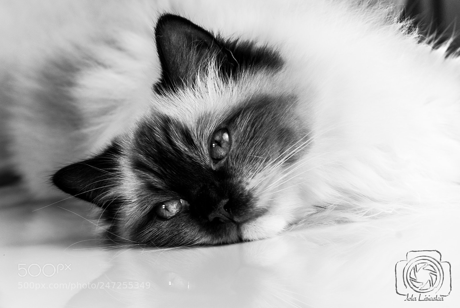 Nikon D80 sample photo. Ragdoll photography