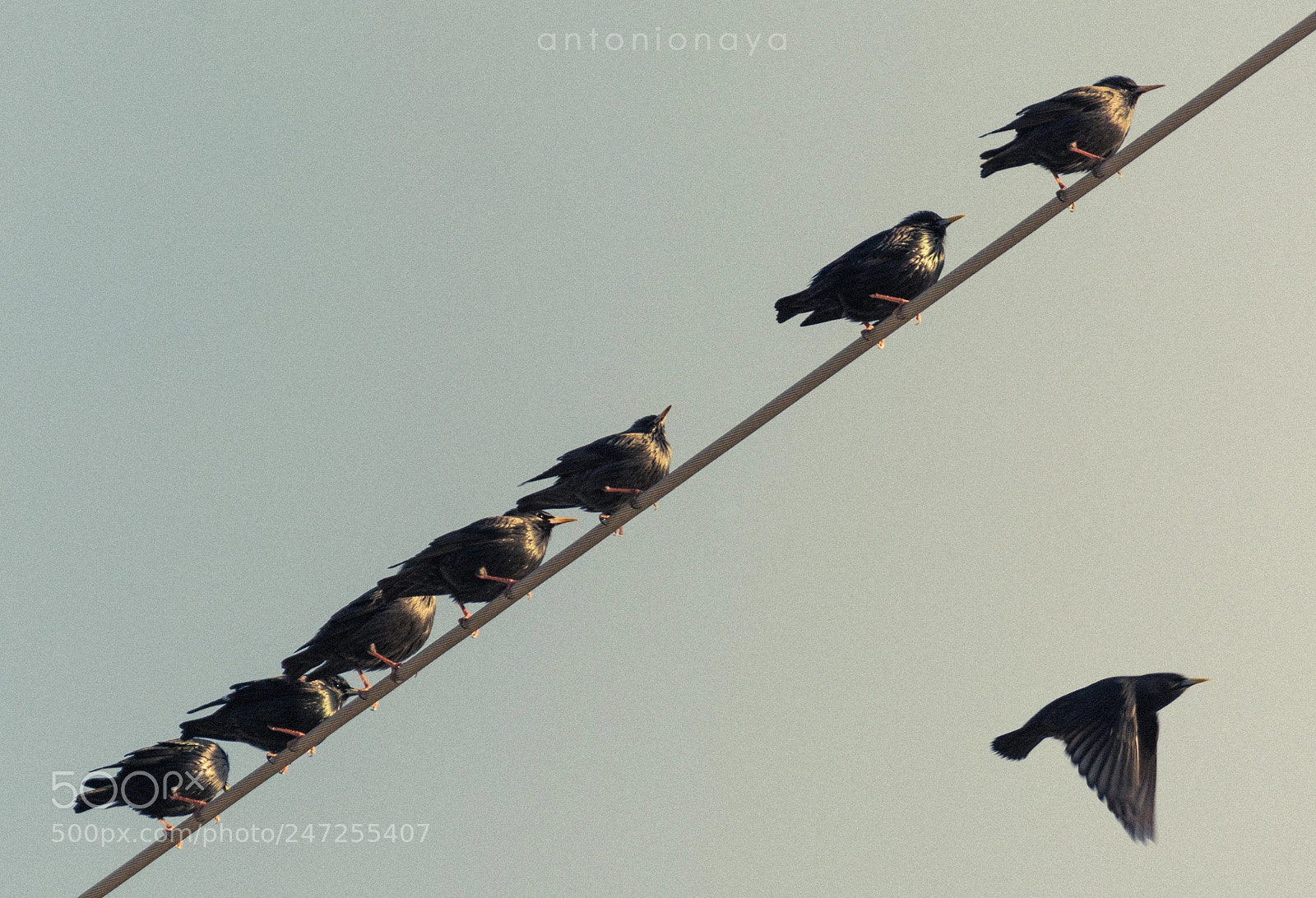 Nikon D7100 sample photo. Bye. photography