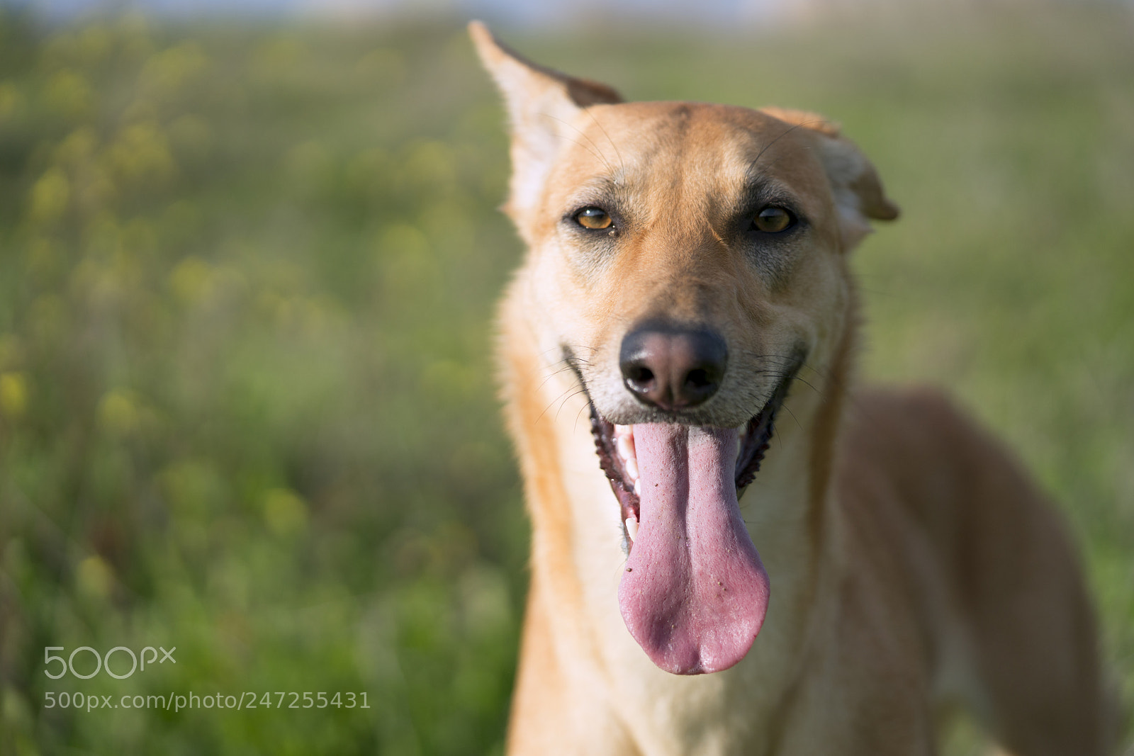 Sony a7R II sample photo. Jesy photography
