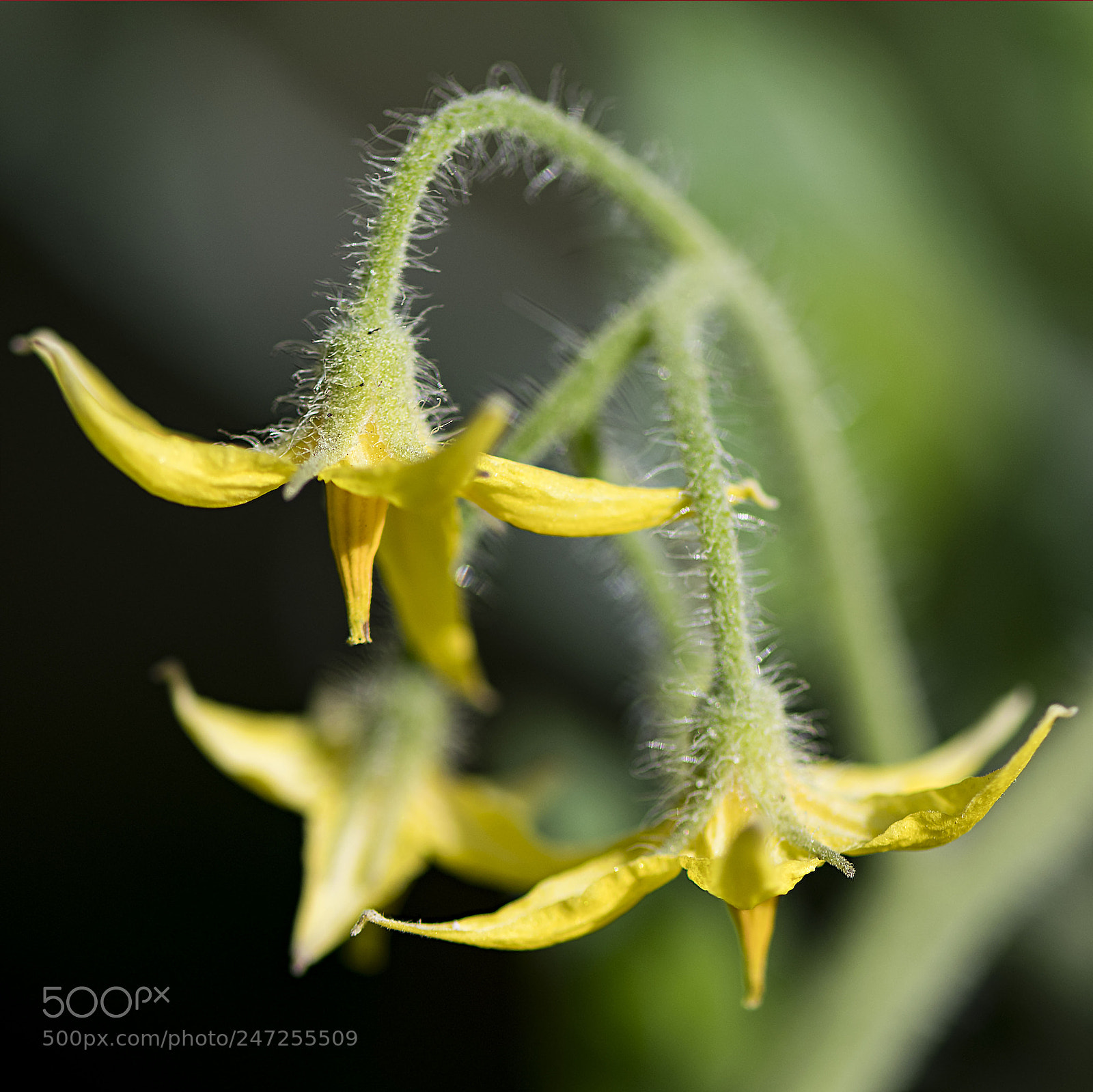 Nikon D500 sample photo. Tomato flower photography