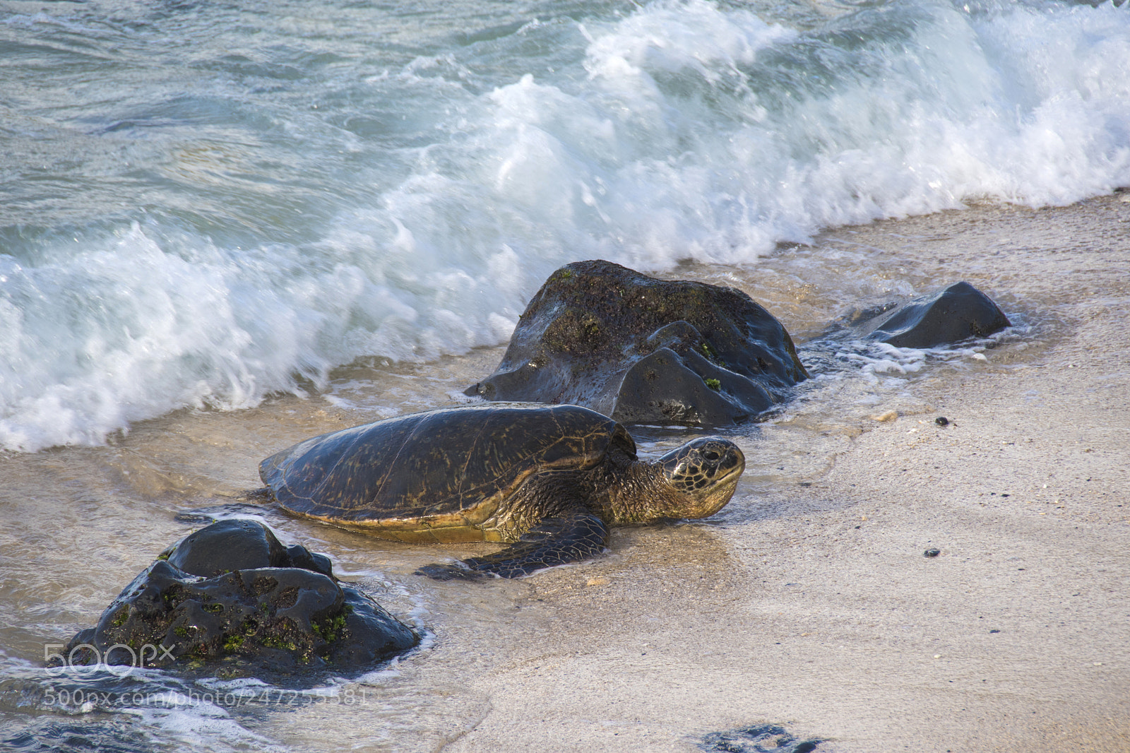 Nikon D500 sample photo. Sea turtle on shore photography