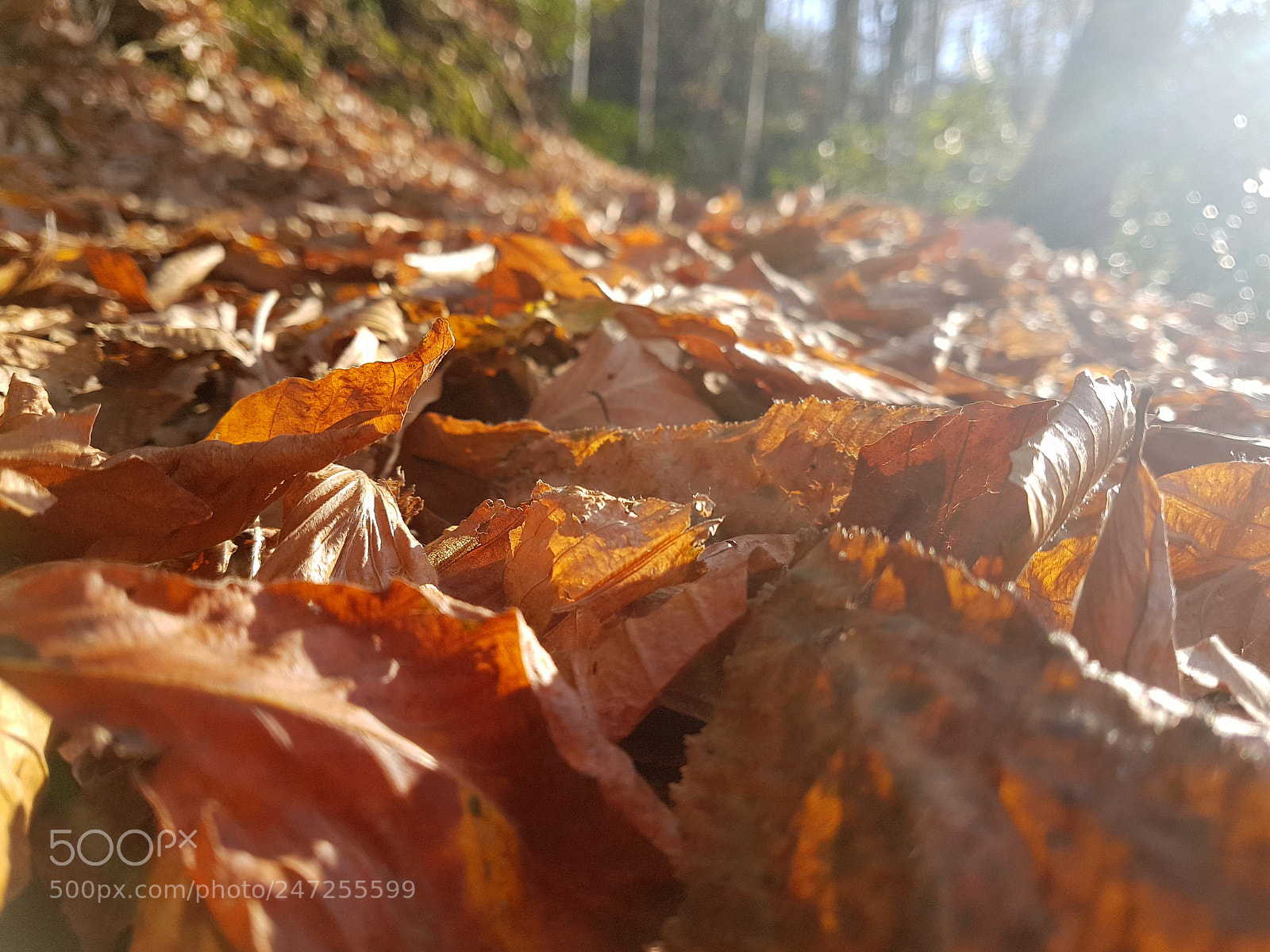 Samsung Galaxy S7 Edge sample photo. Untitled photography
