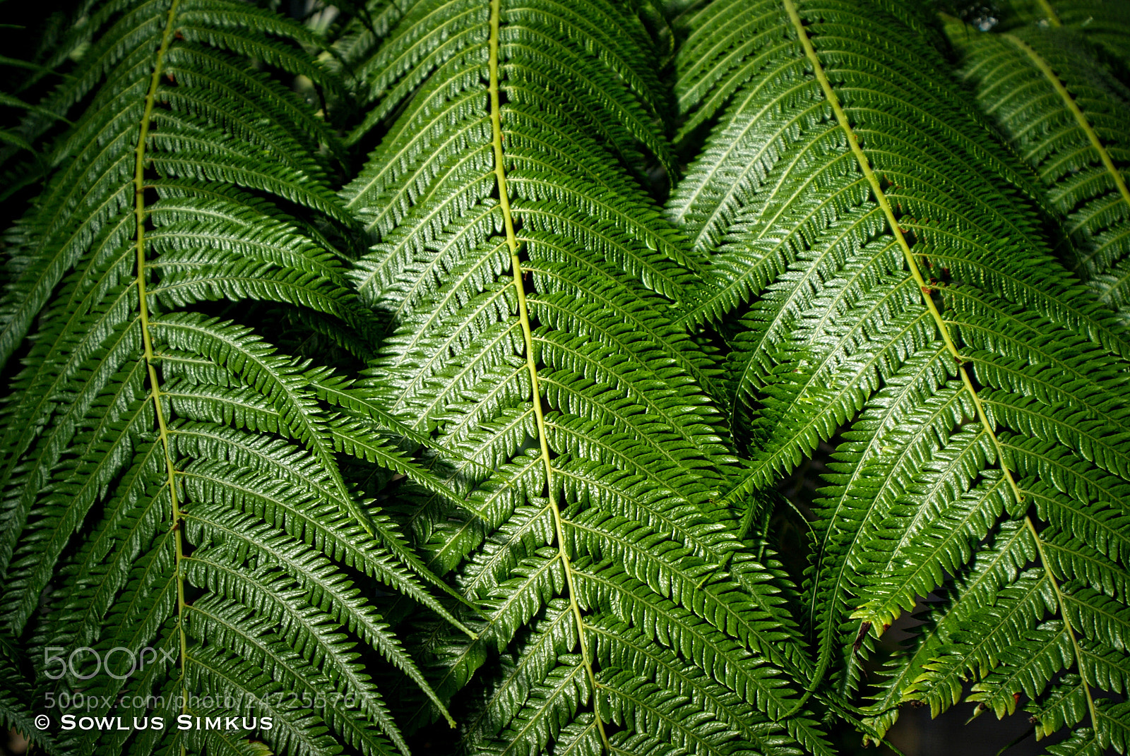 Sony Alpha DSLR-A300 sample photo. Leafy photography