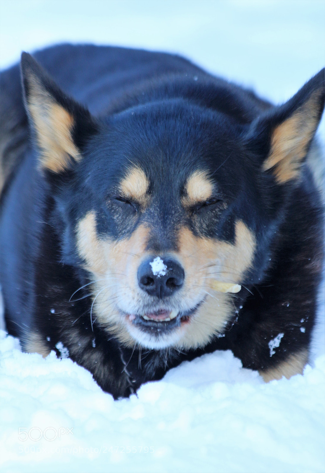 Canon EOS 700D (EOS Rebel T5i / EOS Kiss X7i) sample photo. A good chew photography