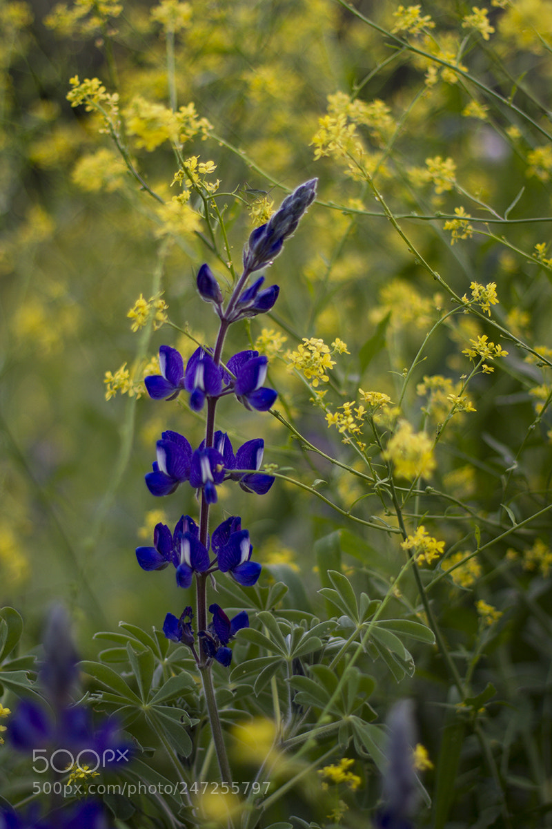 Canon EOS 7D sample photo. Untitled photography