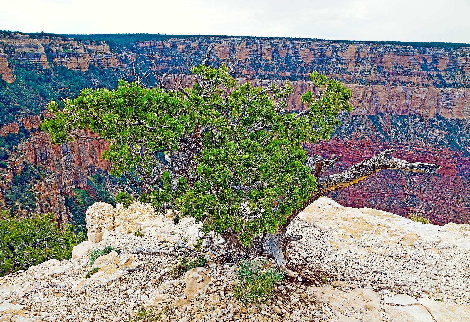 Sony Cyber-shot DSC-RX100 sample photo. Grand canyon tree study 2 photography