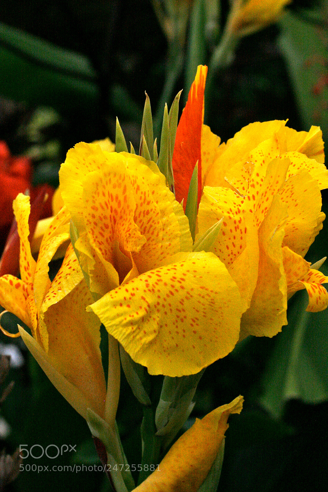 Canon EOS 30D sample photo. Mellow yellow photography
