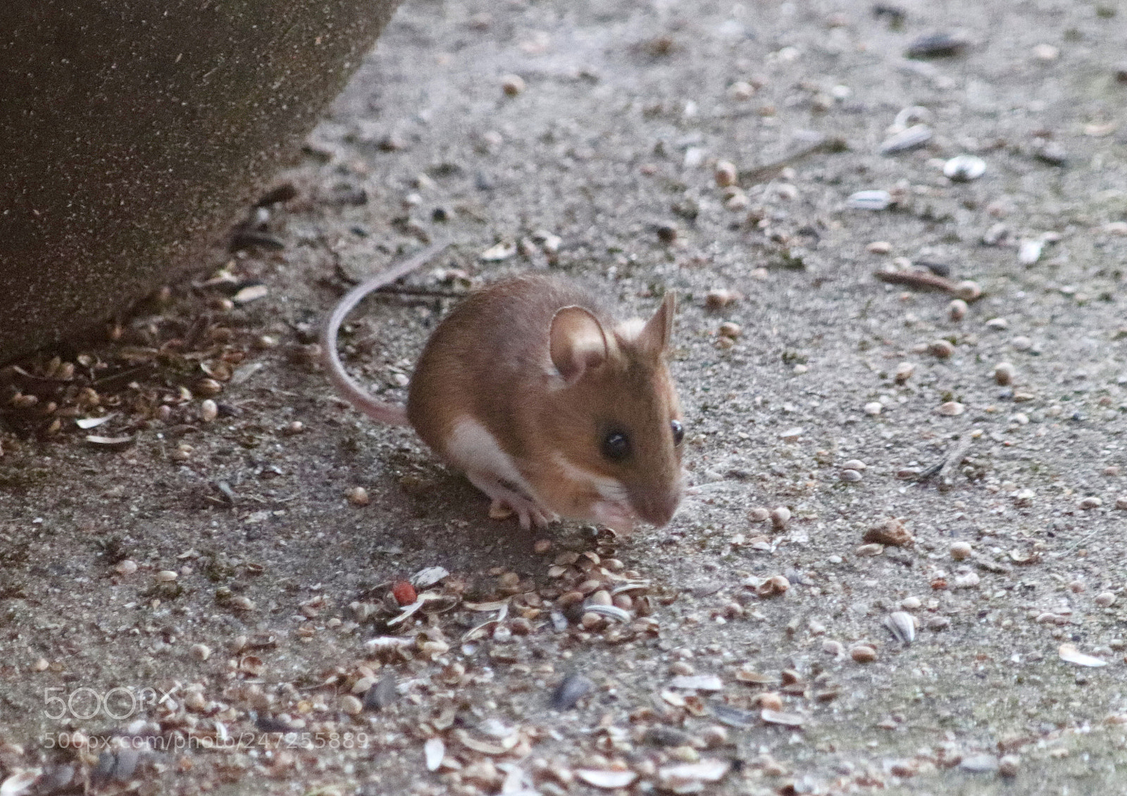 Canon EOS 77D (EOS 9000D / EOS 770D) sample photo. Mouse in the garden photography