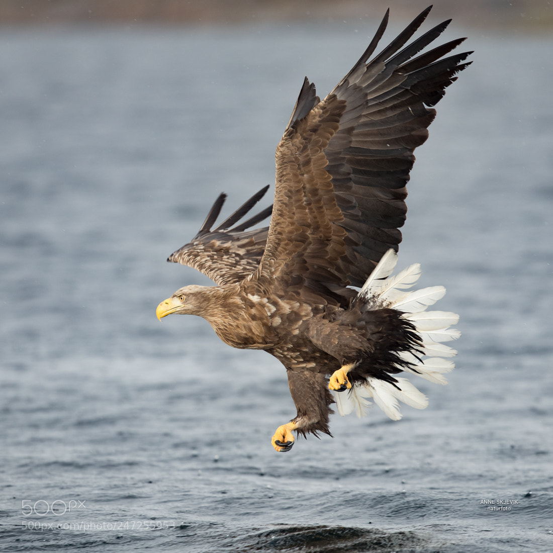 Canon EOS-1D X Mark II sample photo. White tailed sea eagle photography