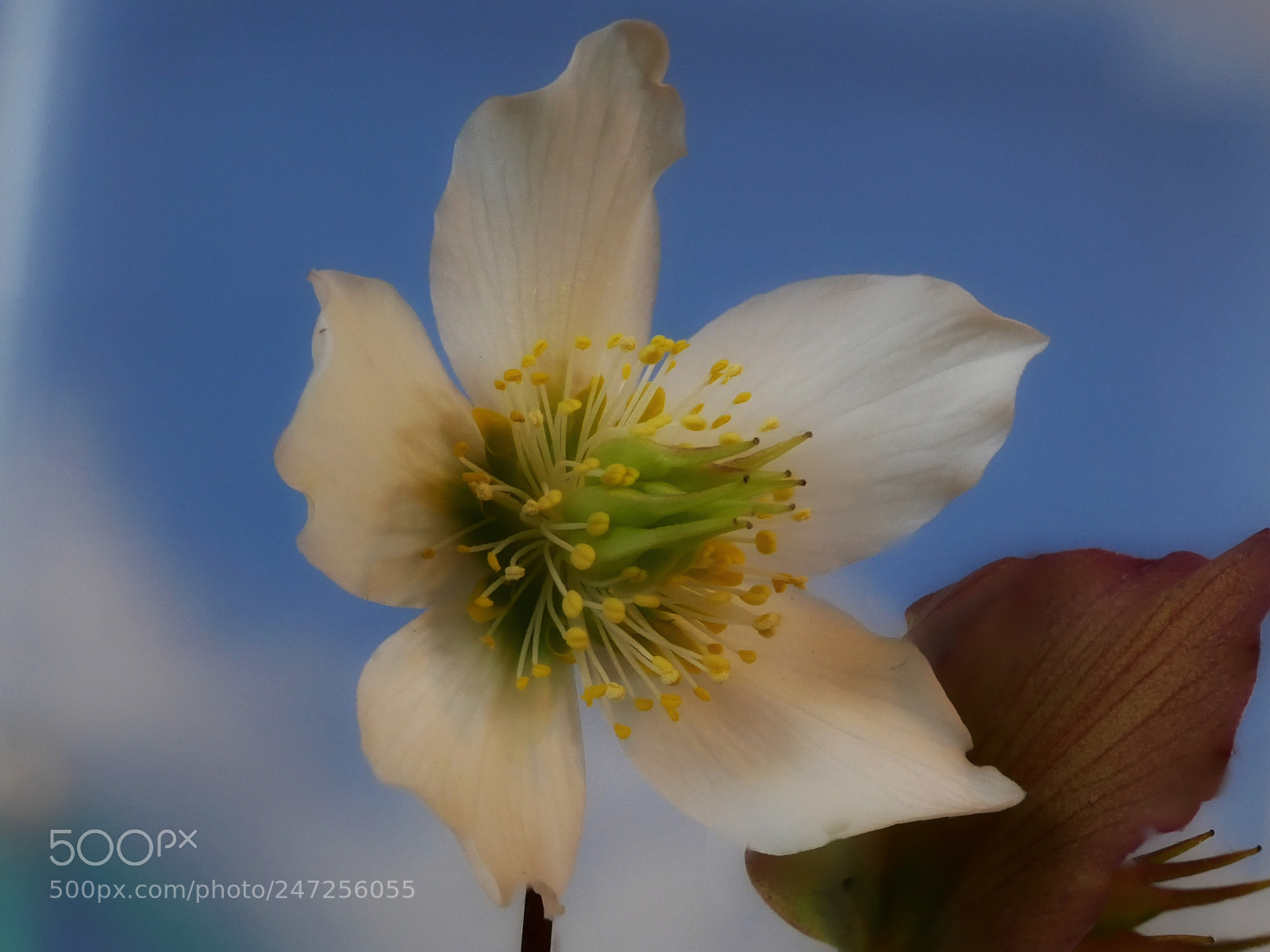 Panasonic Lumix DMC-GX85 (Lumix DMC-GX80 / Lumix DMC-GX7 Mark II) sample photo. Flowersky... photography