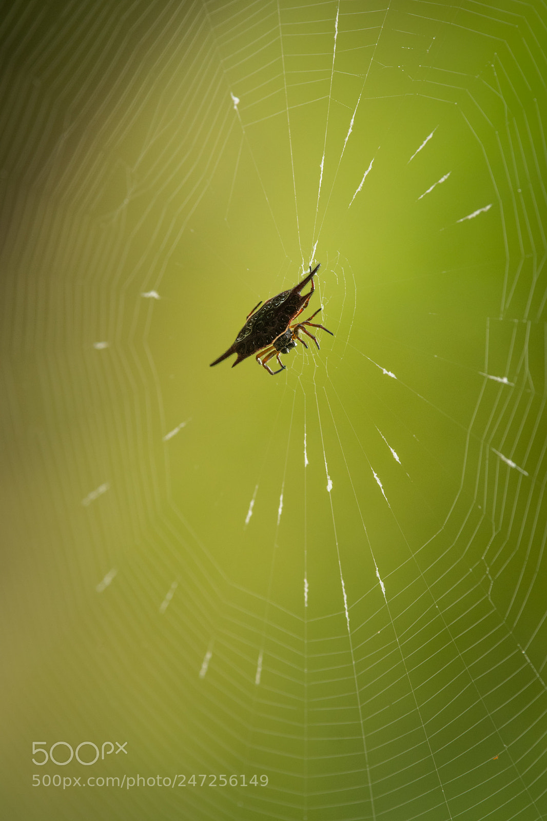 Nikon D500 sample photo. Spiny spider photography