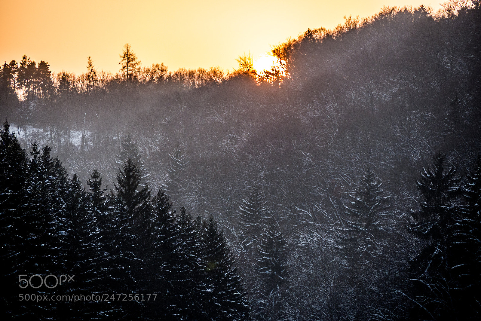 Panasonic DMC-G70 sample photo. Sundown in the woods photography