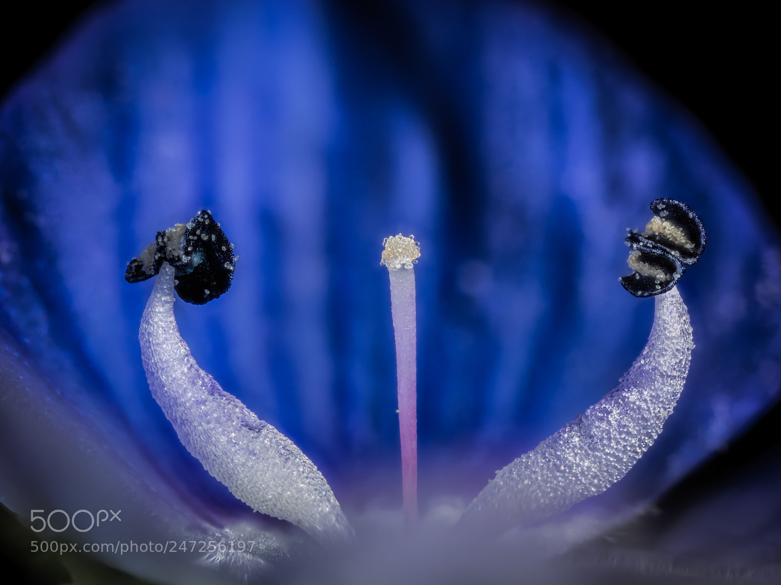Canon EOS 5DS R sample photo. Untitled photography