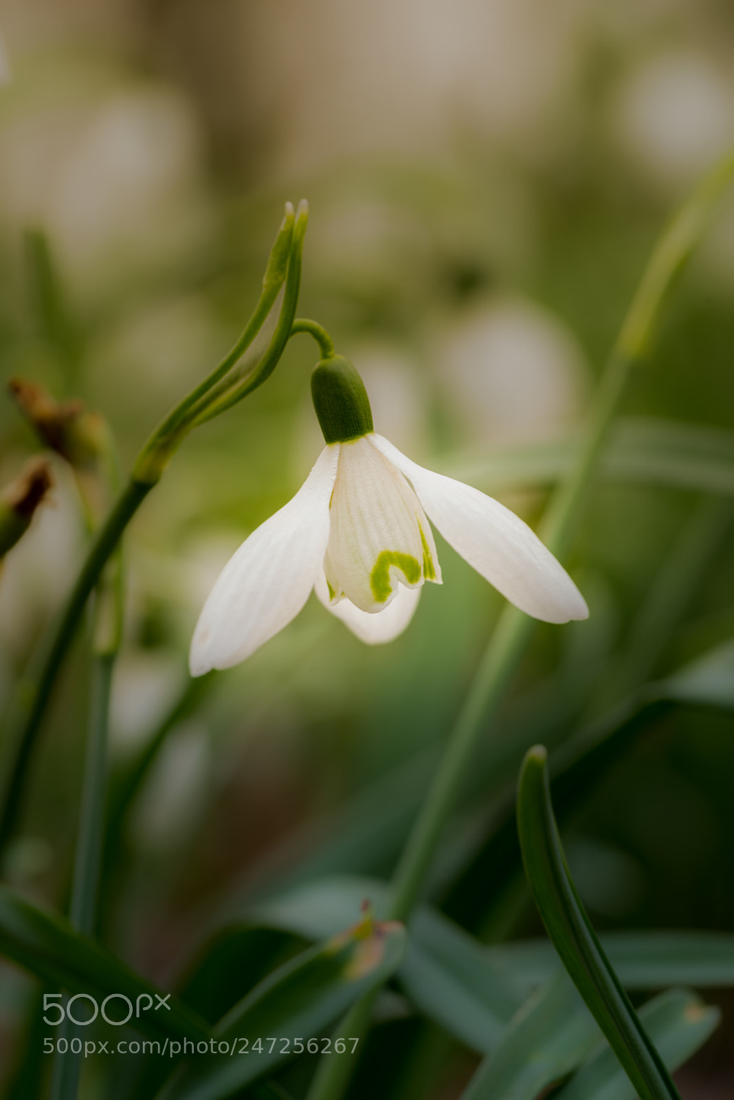 Nikon D810 sample photo. In the spotlicht photography