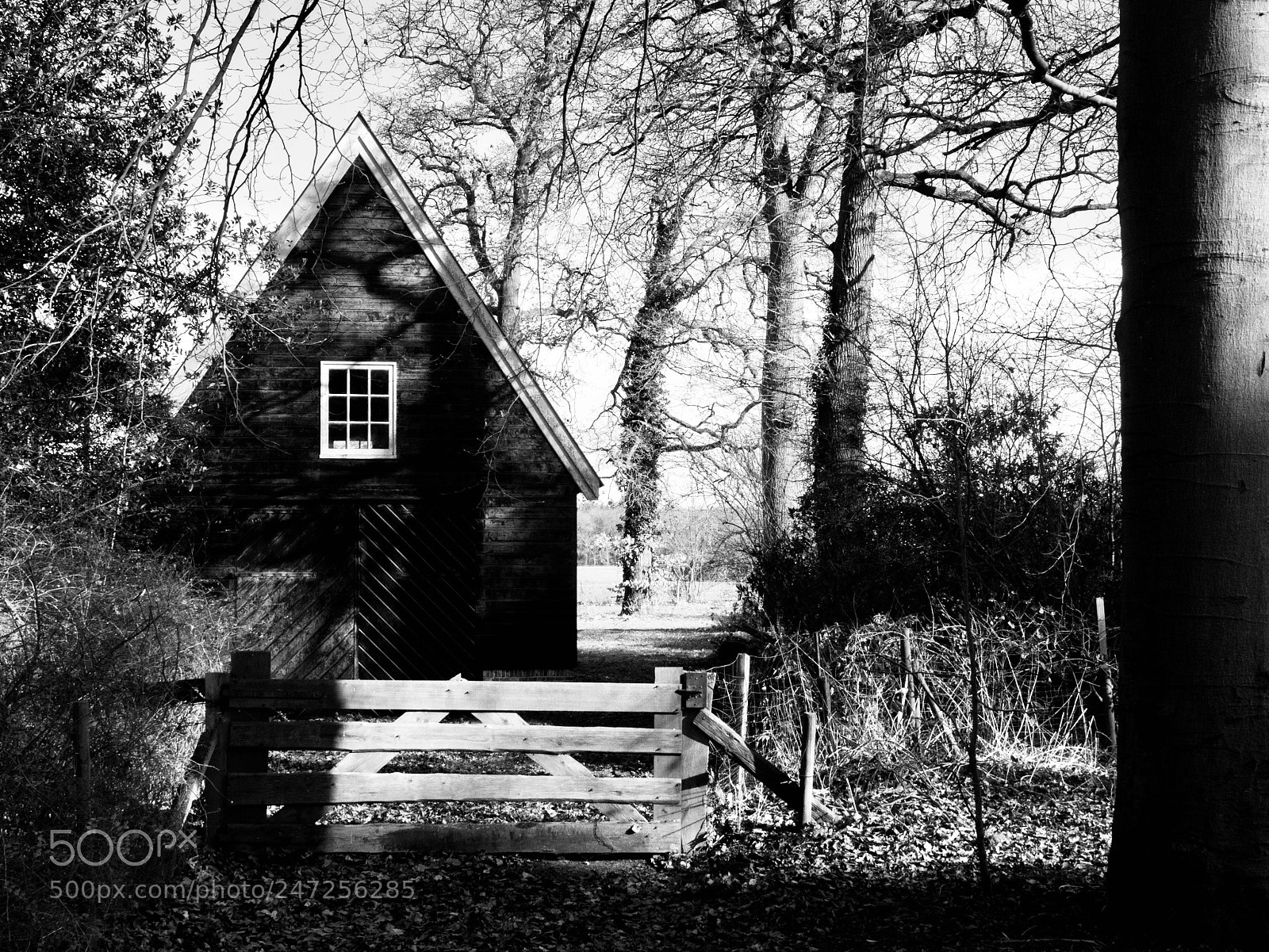 Panasonic Lumix DMC-G85 (Lumix DMC-G80) sample photo. Forest home photography