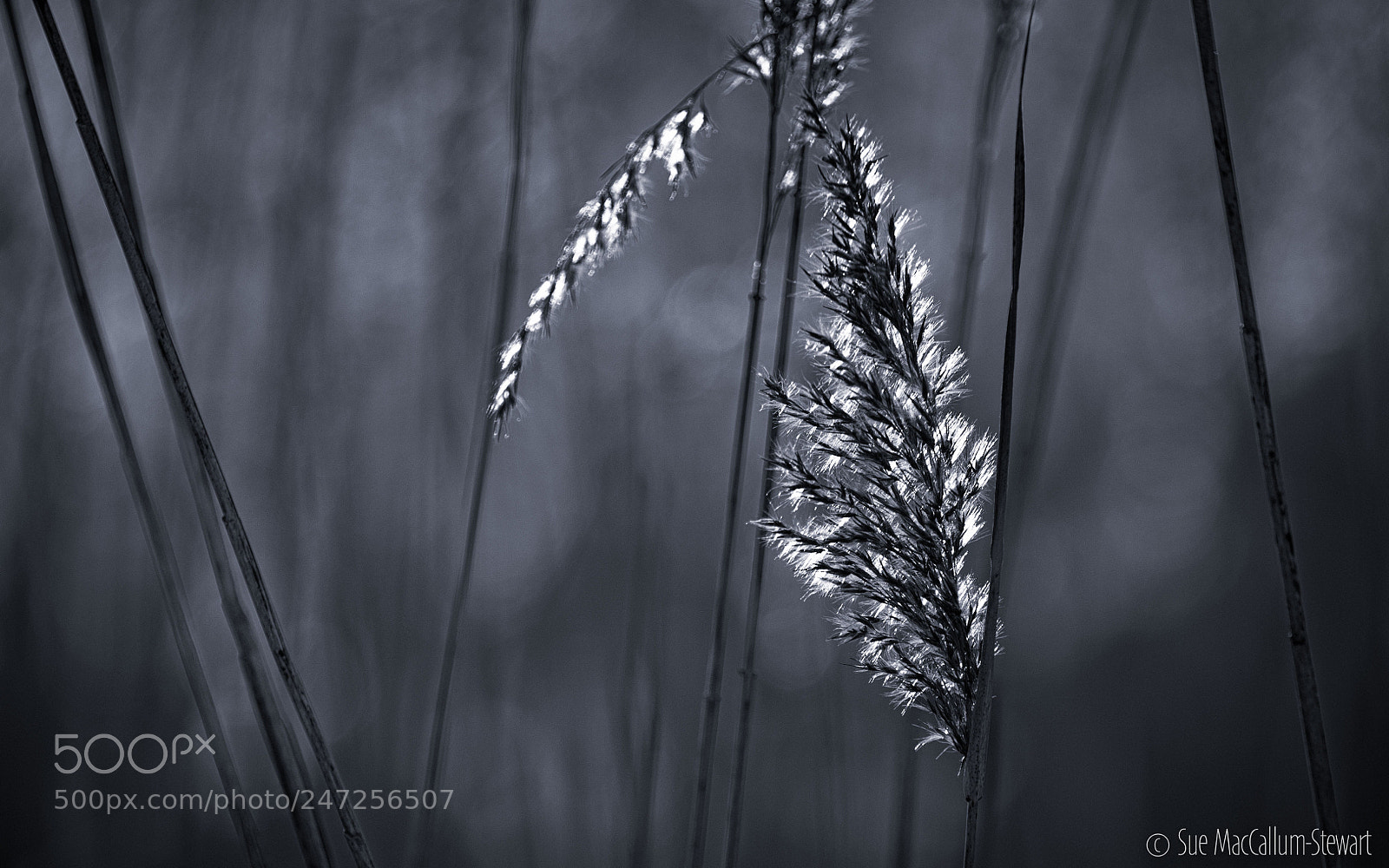 Olympus OM-D E-M1 Mark II sample photo. Backlit grass photography
