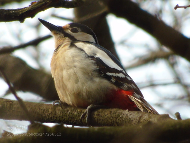 Sony Cyber-shot DSC-H400 sample photo. Woodpecker photography