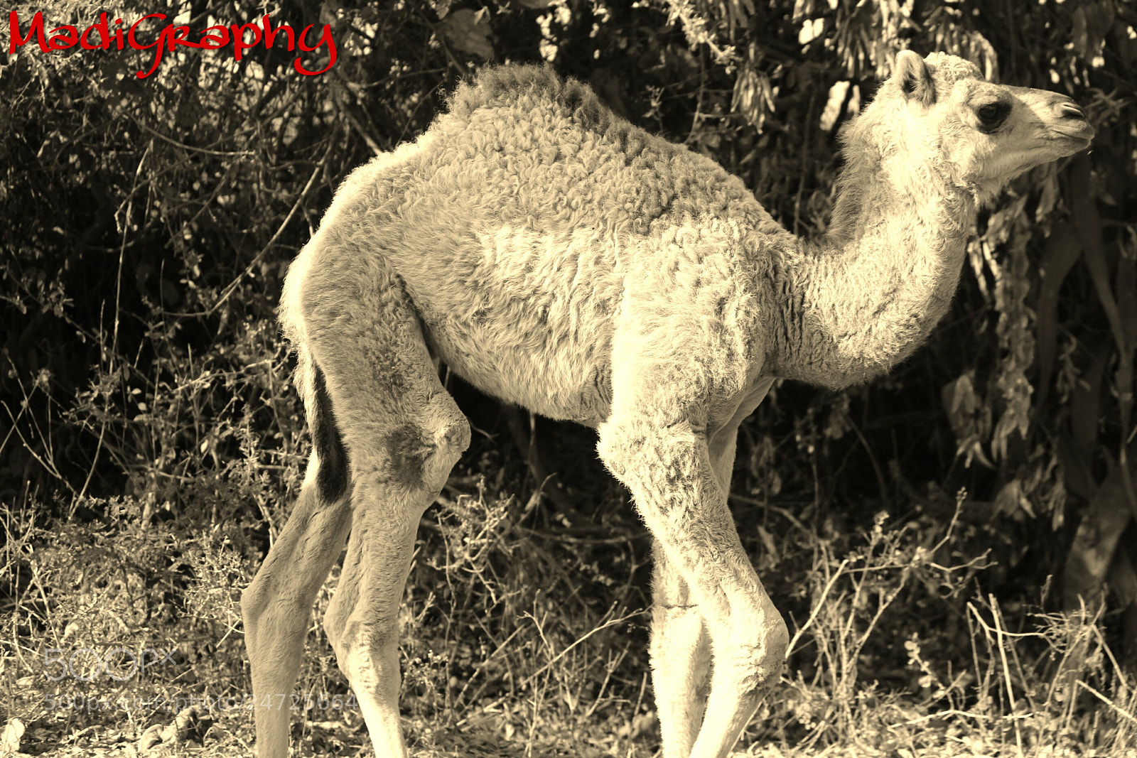 Canon EOS 600D (Rebel EOS T3i / EOS Kiss X5) sample photo. The calf photography