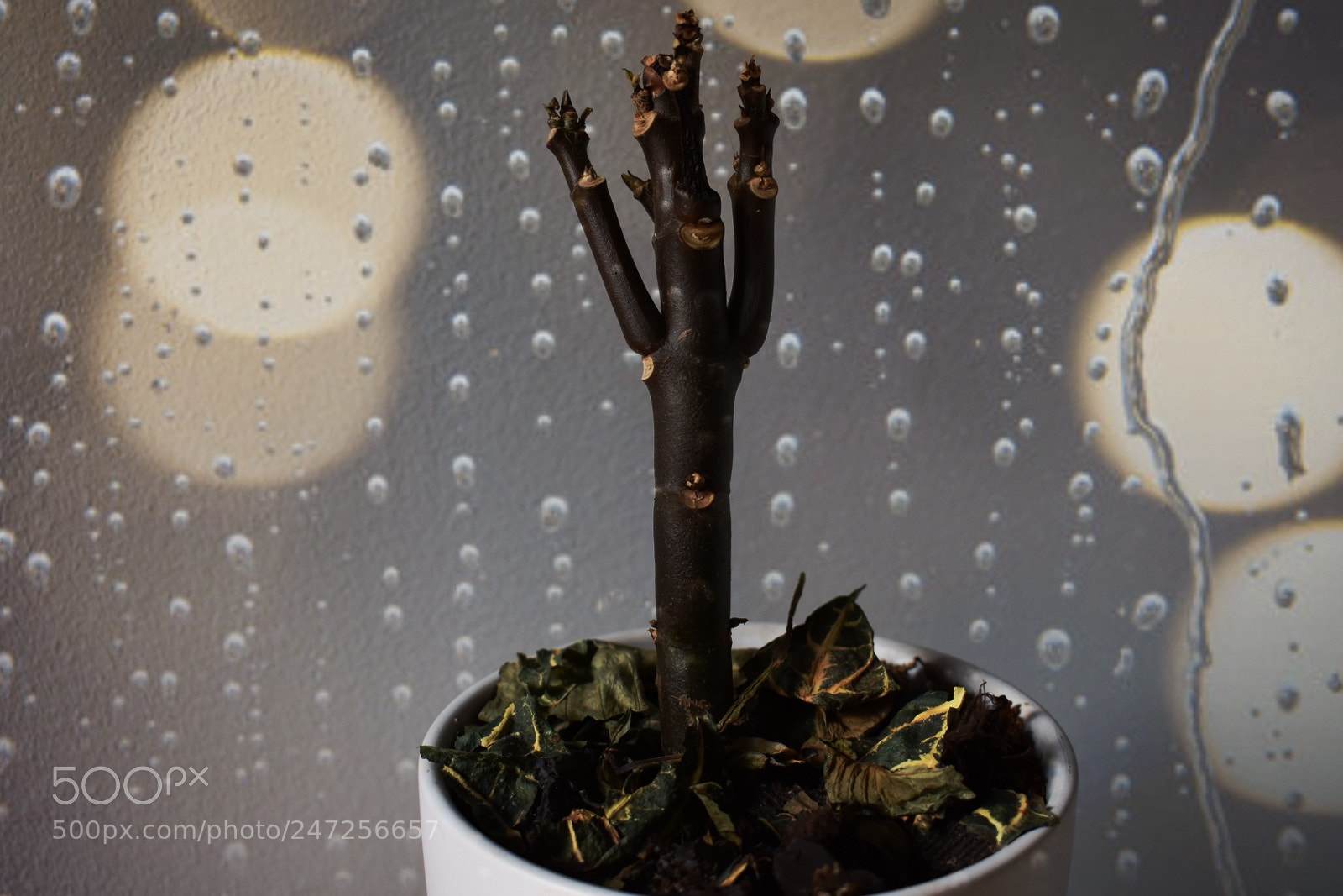 Nikon D3400 sample photo. P photography