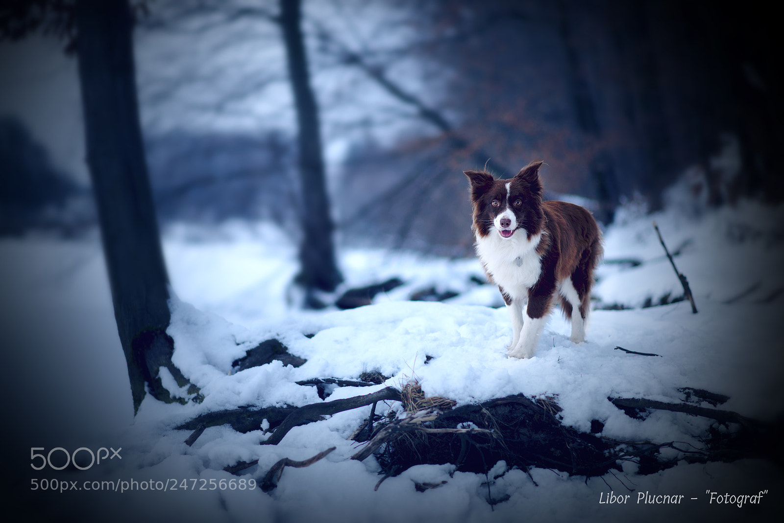 Nikon D610 sample photo. Winter dog photography