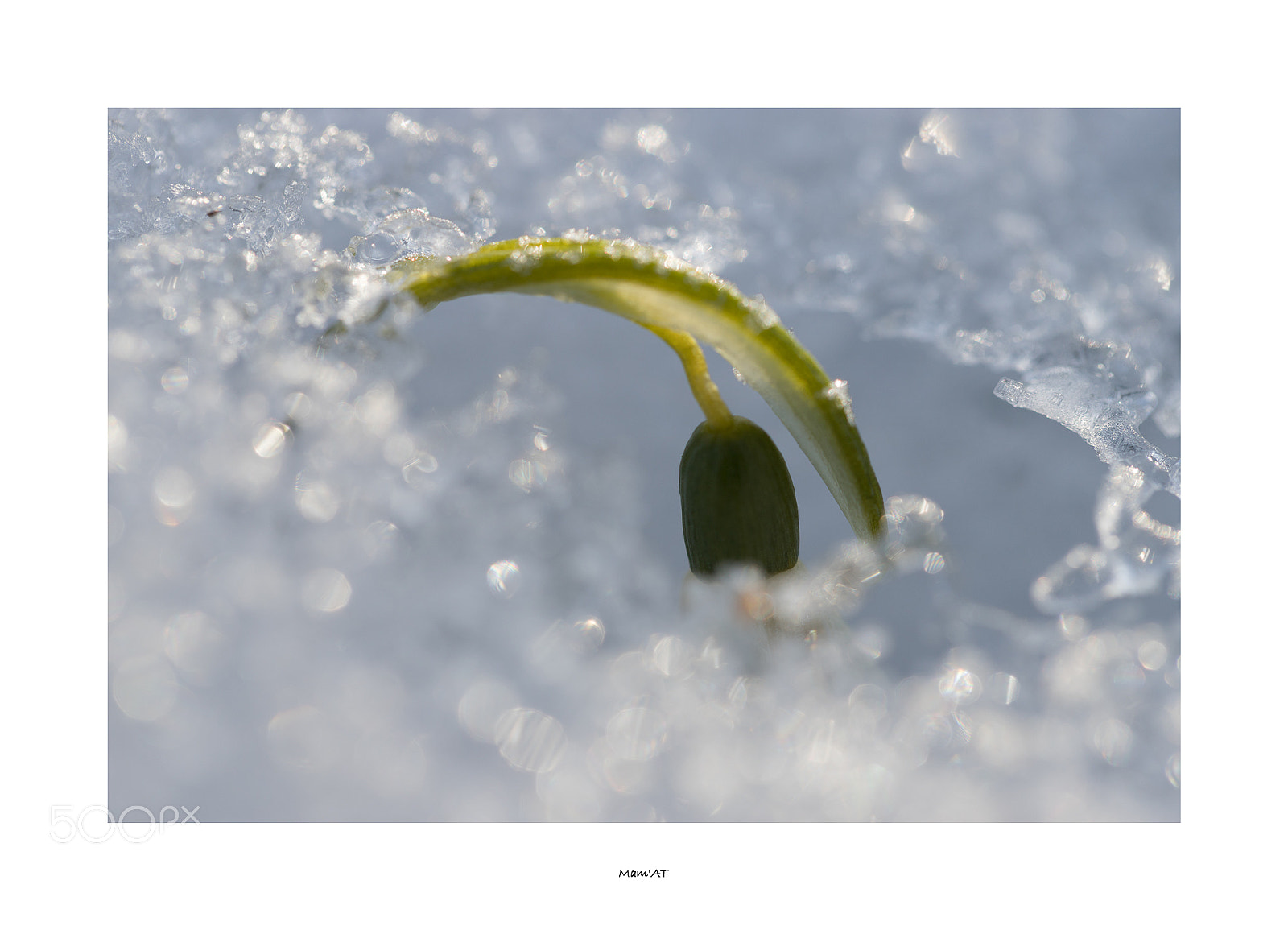 Canon EOS 6D Mark II sample photo. Snow drop photography