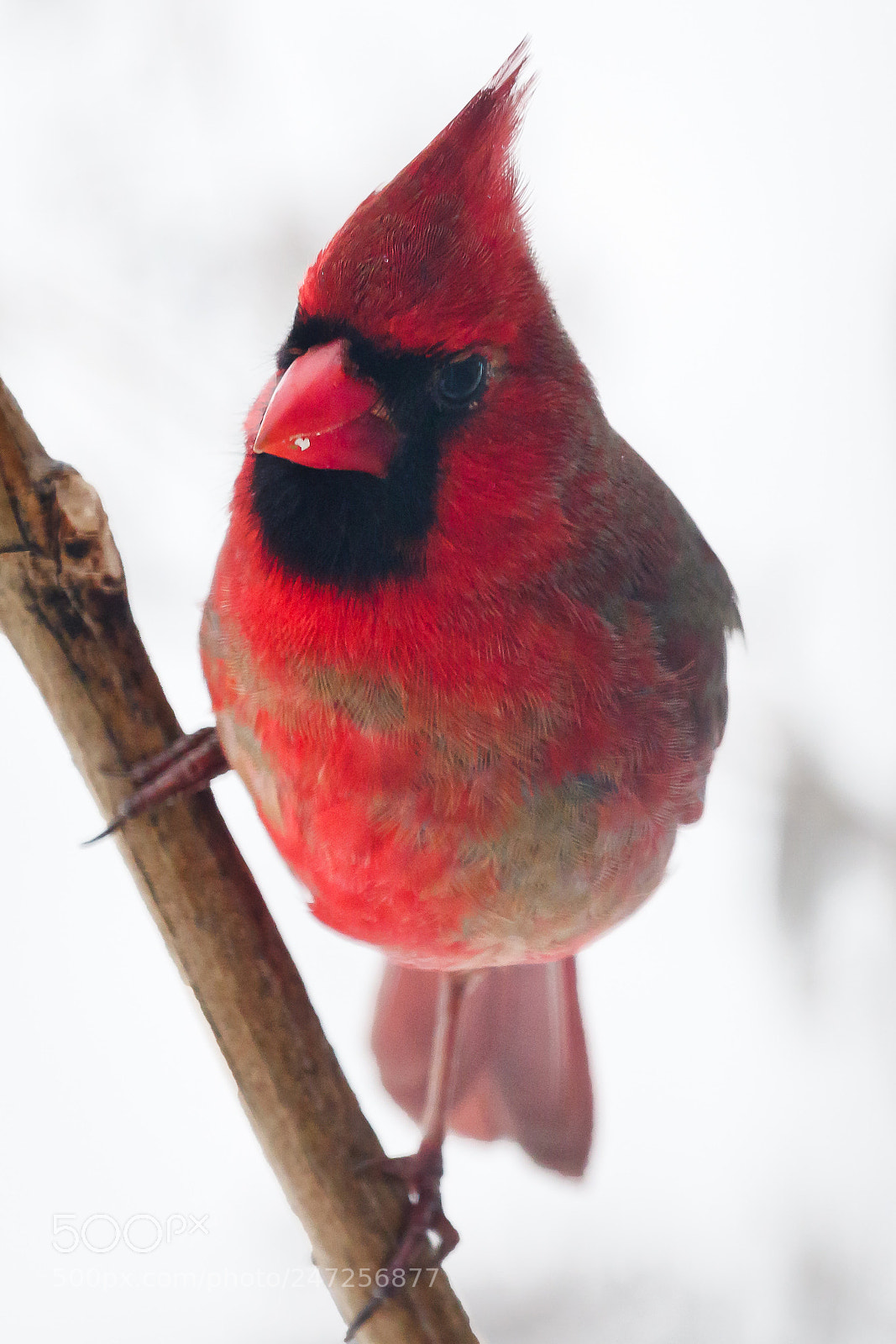 Canon EOS 7D Mark II sample photo. Perched northern cardinal photography