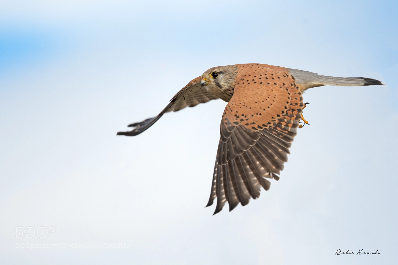 Nikon D500 sample photo. Falcon photography