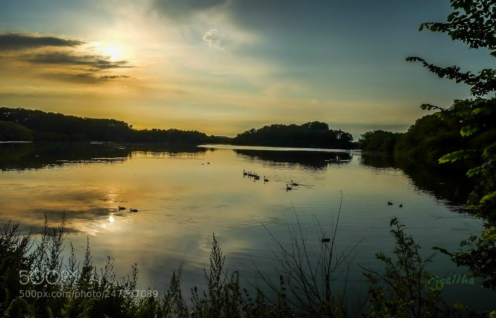 Fujifilm X-E1 sample photo. Swans  dusk photography