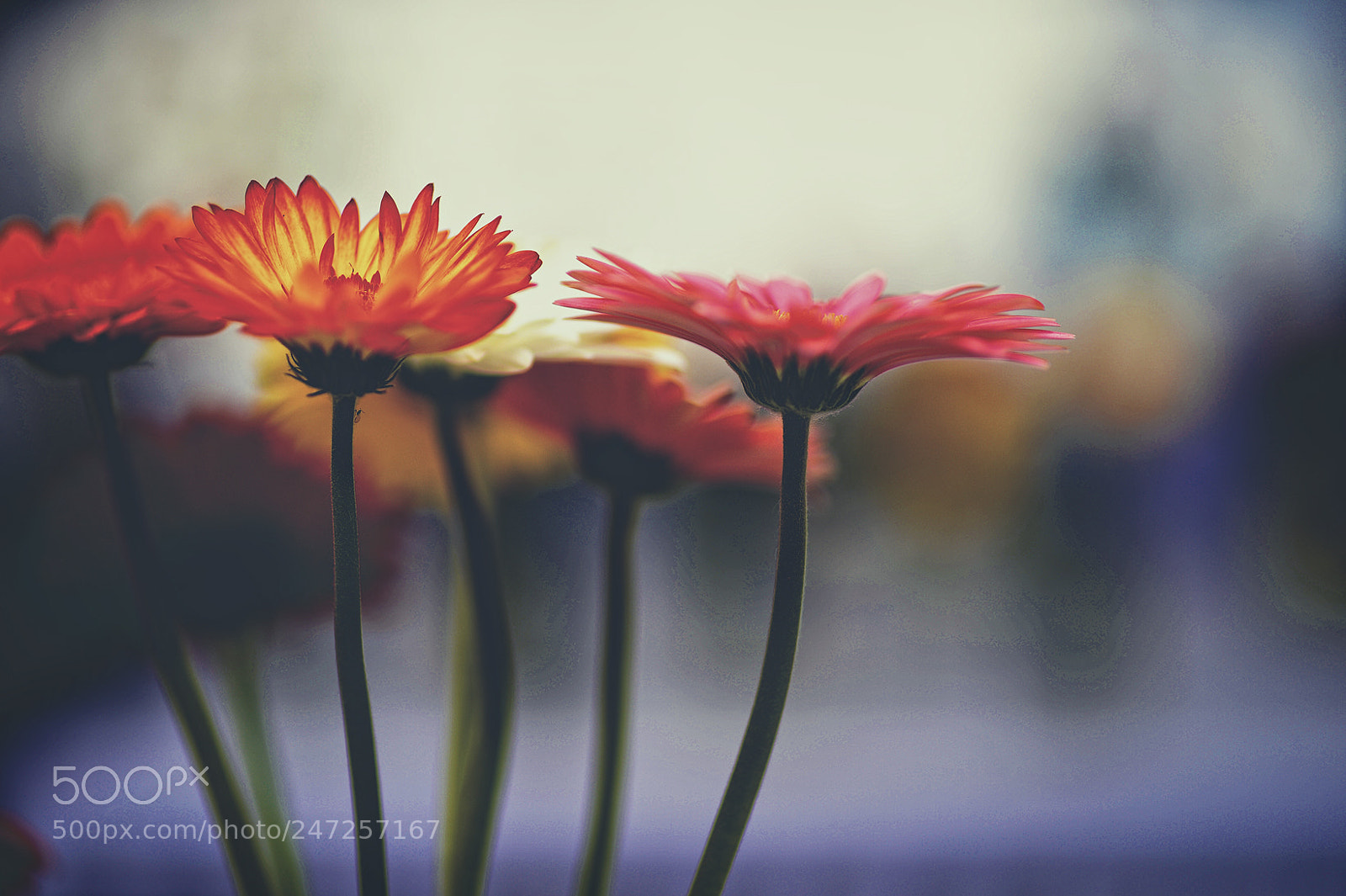 Nikon Df sample photo. Untitled photography