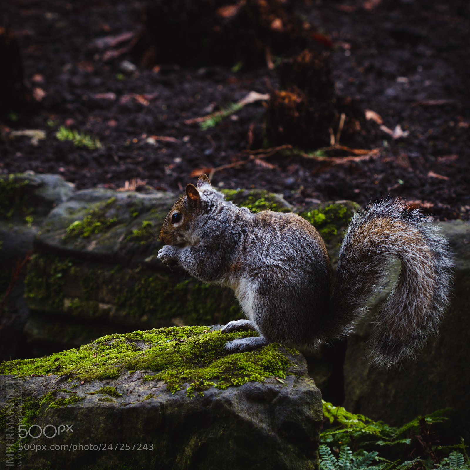 Canon EOS 7D sample photo. Jorvik iii photography